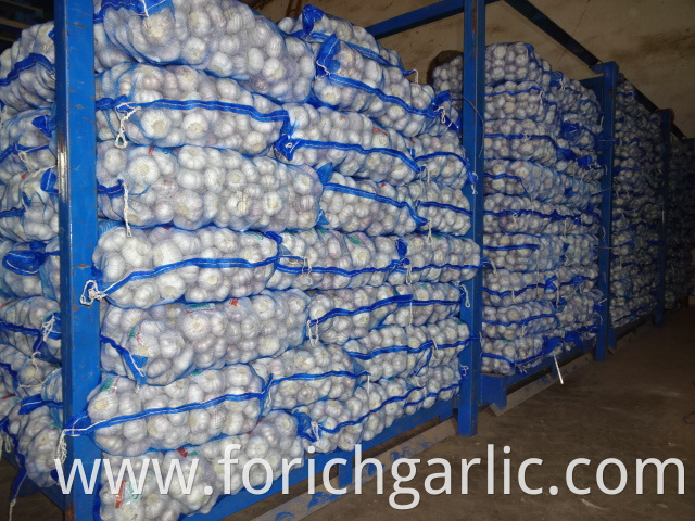 Normal White Garlic Fresh Size 5 0